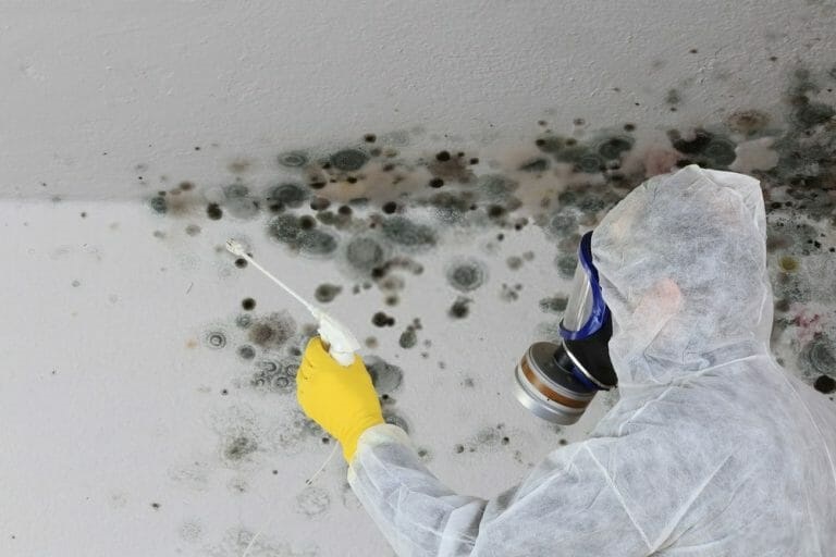 Mould remediation townsville 